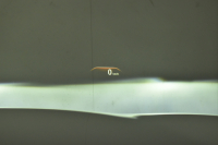 BMW 5シリーズ 530i Mｽﾎﾟｰﾂ ｲﾉﾍﾞｰｼｮﾝ＆ﾊｲﾗｲﾝP ｻﾝﾙｰﾌ 液晶ﾒｰﾀｰ  高出力ﾓﾃﾞﾙ  全席ﾋｰﾀｰ付黒革 HUD LEDﾍｯﾄﾞﾗｲﾄ 追従ACC 車線変更警告 ﾜｲﾔﾚｽ充電 ｼﾞｪｽﾁｬｰC ﾀｯﾁﾊﾟﾈﾙ対応iﾄﾞﾗｲﾌﾞHDDﾅﾋﾞﾌﾙｾｸﾞ 3Dﾋﾞｭｰ Pｱｼｽﾄﾌﾟﾗｽ 電動ﾄﾗﾝｸ 2年保証