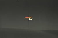 BMW 5シリーズ 530i Mｽﾎﾟｰﾂ ﾊｲﾗｲﾝP 新ﾃﾞｻﾞｲﾝ液晶ﾒｰﾀｰ  高出力ﾓﾃﾞﾙ  全席ﾋｰﾀｰ付黒白革 LEDﾍｯﾄﾞﾗｲﾄ 追従ACC 車線変更警告 ﾀｯﾁﾊﾟﾈﾙ対応iﾄﾞﾗｲﾌﾞHDDﾅﾋﾞﾌﾙｾｸﾞ 3Dﾋﾞｭｰ ｽﾃｱﾘﾝｸﾞｻﾎﾟｰﾄ Pｱｼｽﾄﾌﾟﾗｽ 電動ﾄﾗﾝｸ ｽﾏｰﾄｷｰ 2年保証